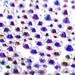 Estella Flat Back Crystals Non Hotfix Mix Size Mix Crystal AB - Bluestreak Crystals